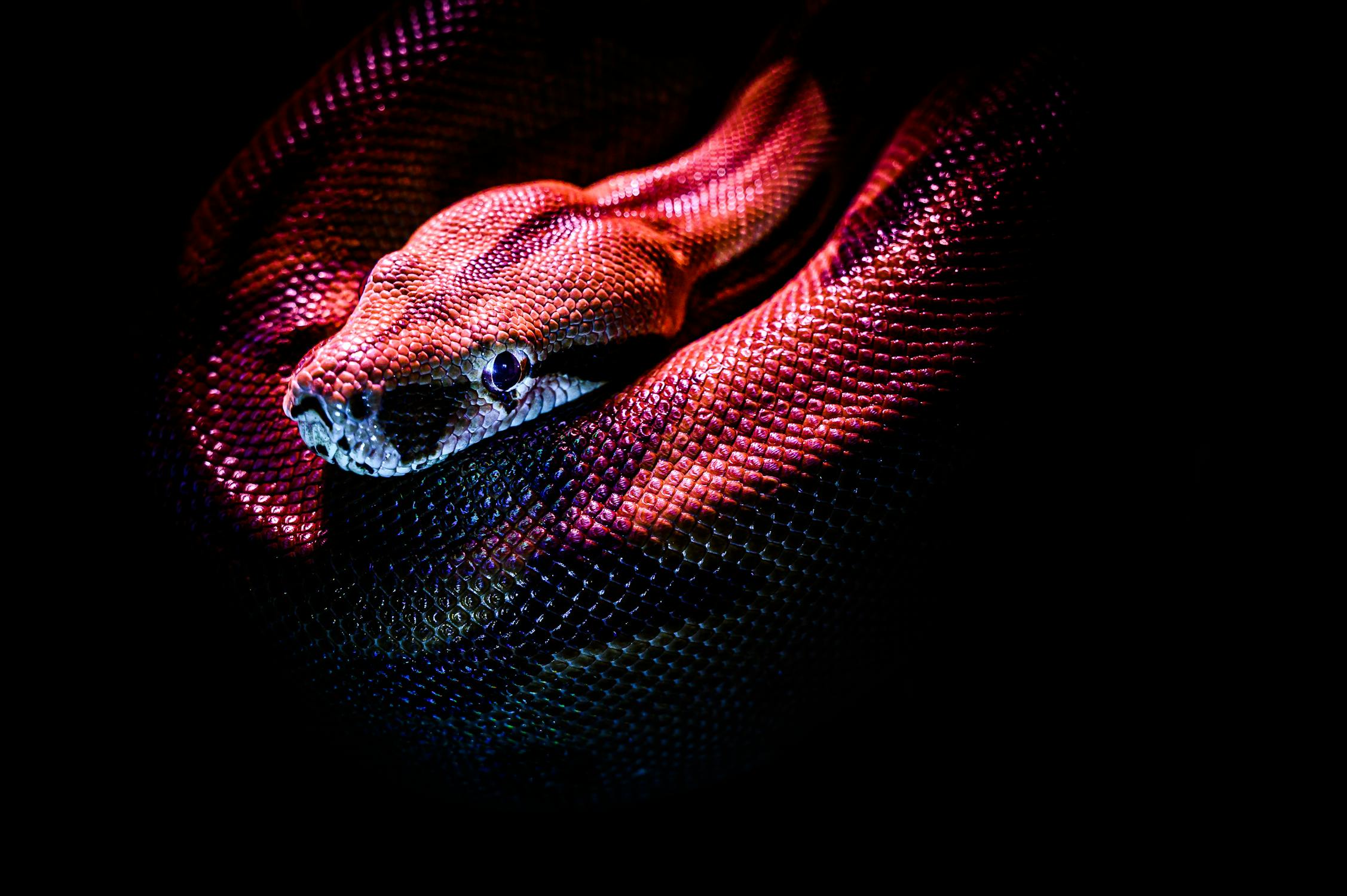 Python snake coiled around